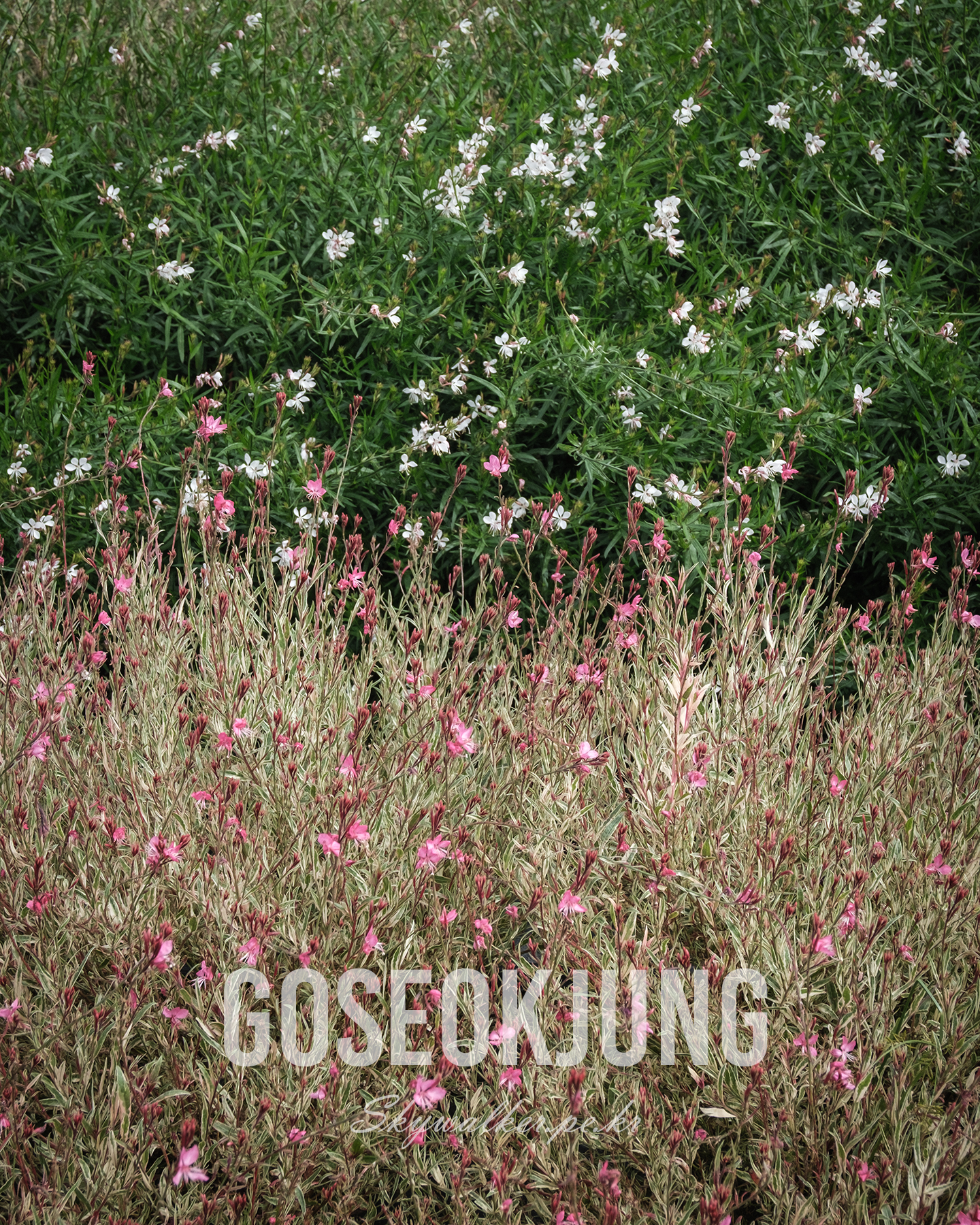 Goseokjung - Pink and white wildflowers fill the frame in layered green foliage, creating a soft, natural garden scene. - #Wildflowers #PinkFlowers #WhiteFlowers #GreenFoliage #GardenScene #FloralTexture #NaturePhotography #Botanical #NaturalLight #FlowerField