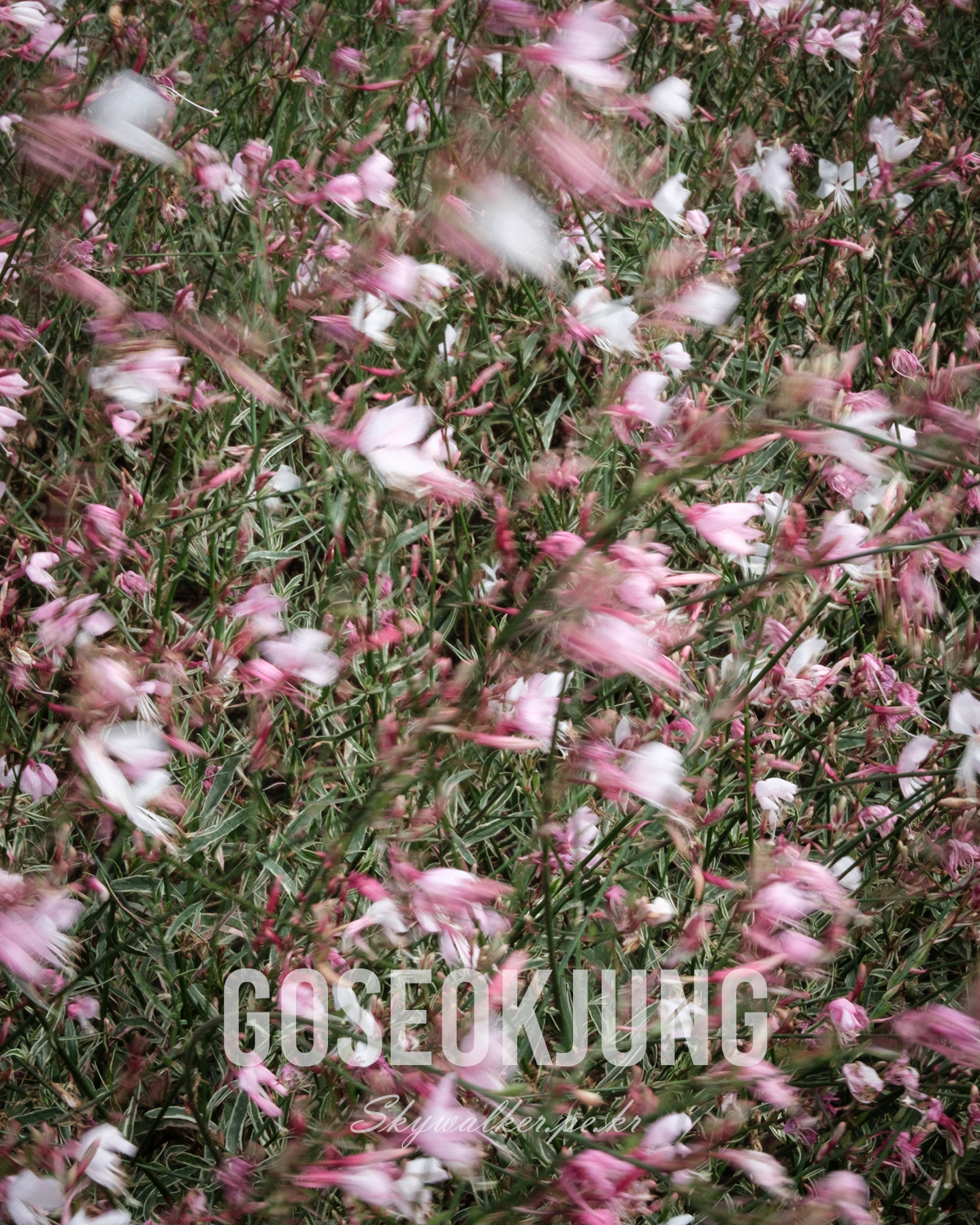 Goseokjung - Pink and white flowers appear motion-blurred across dense green stems in a soft, natural floral composition. - #flowers #pinkflowers #whiteflowers #floral #motionblur #nature #greenery #softfocus #flowerfield #botanical