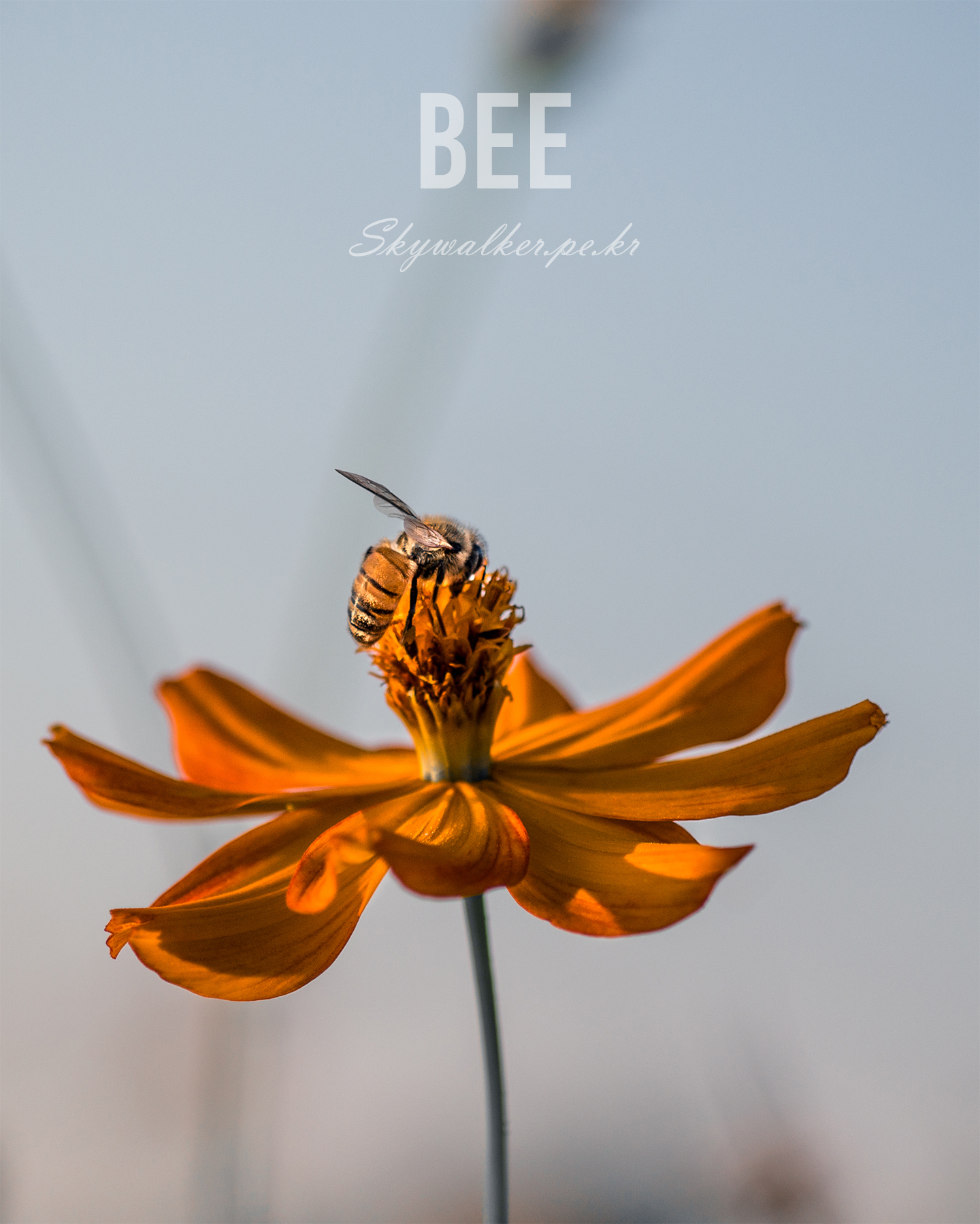 Bee - A honeybee rests on the center of an orange flower, framed by soft focus and warm light against a muted blue-gray background. - #Bee #Honeybee #OrangeFlower #MacroPhotography #NaturePhotography #Pollinator #FlowerCloseup #SoftFocus #WarmLight #Bokeh