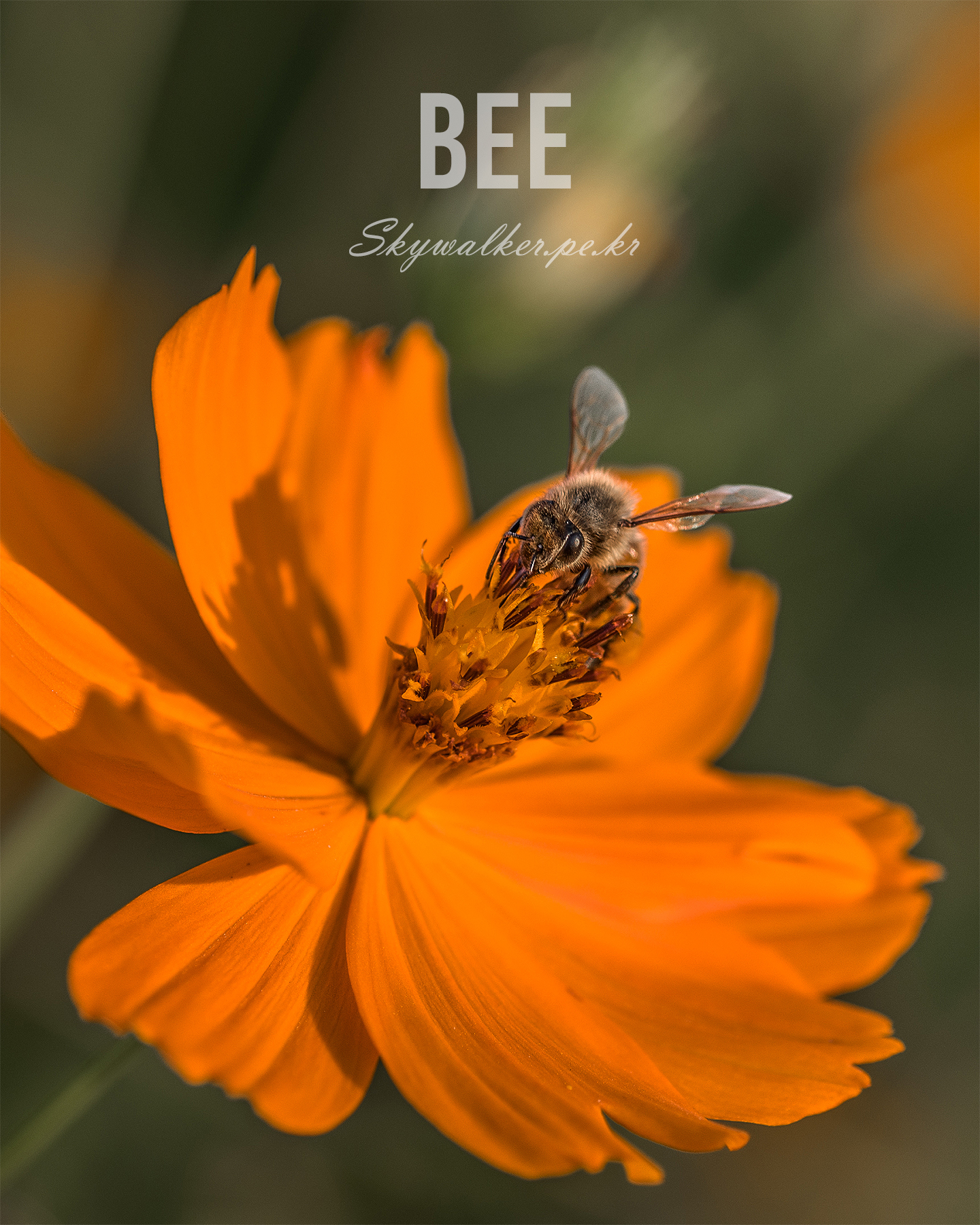 Bee - A honeybee feeds on the center of a vivid orange flower in warm sunlight against a softly blurred green background. - #Bee #Honeybee #OrangeFlower #MacroPhotography #NaturePhotography #Pollinator #FlowerCloseup #WarmLight #Bokeh #GardenNature