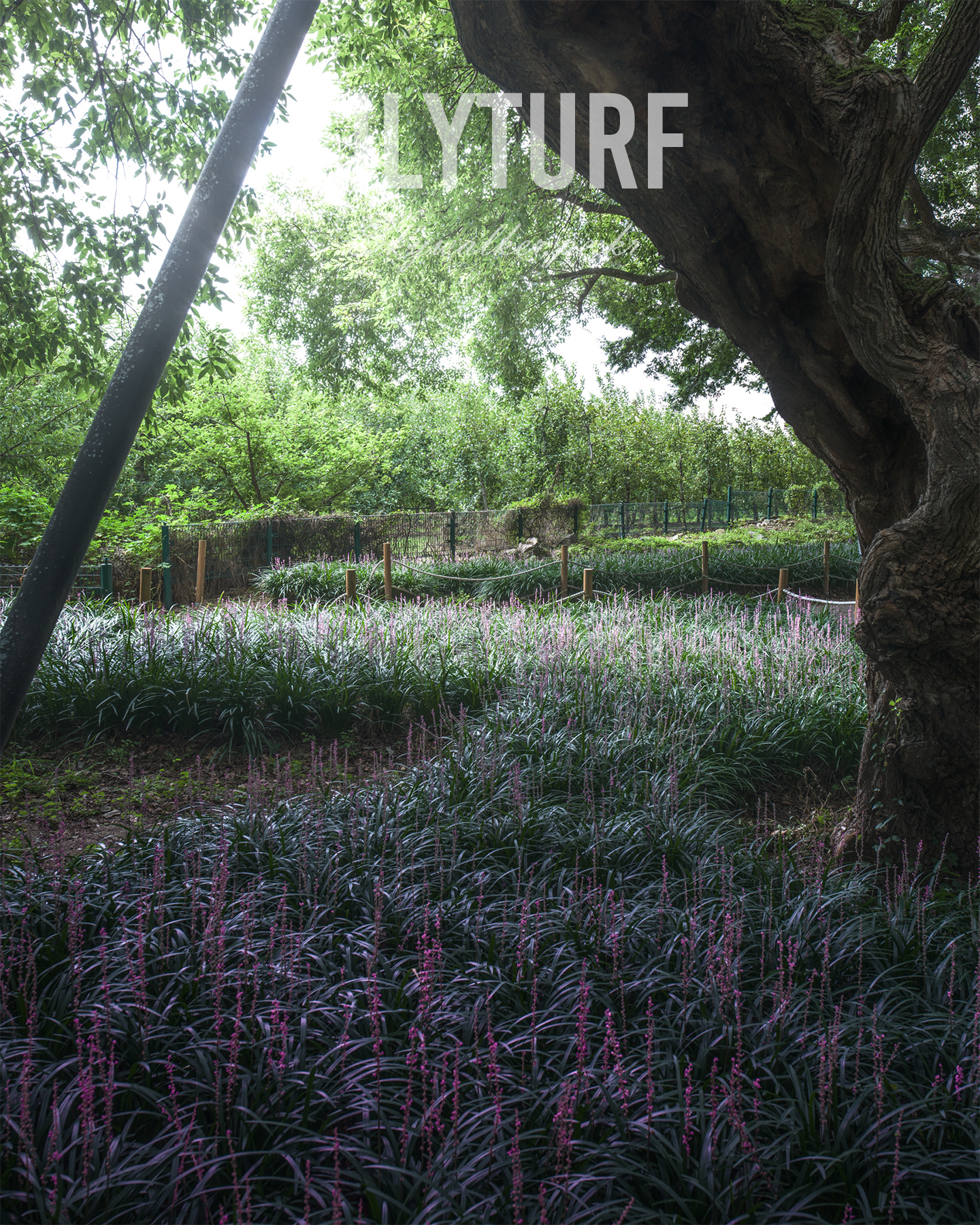Lilyturf - Purple lilyturf blooms fill a shaded garden beneath a massive tree trunk, with soft daylight filtering through dense green foliage. - #Lilyturf #Garden #PurpleFlowers #TreeCanopy #ShadeGarden #GreenFoliage #NaturePhotography #WoodlandGarden #SoftLight #FloralLandscape
