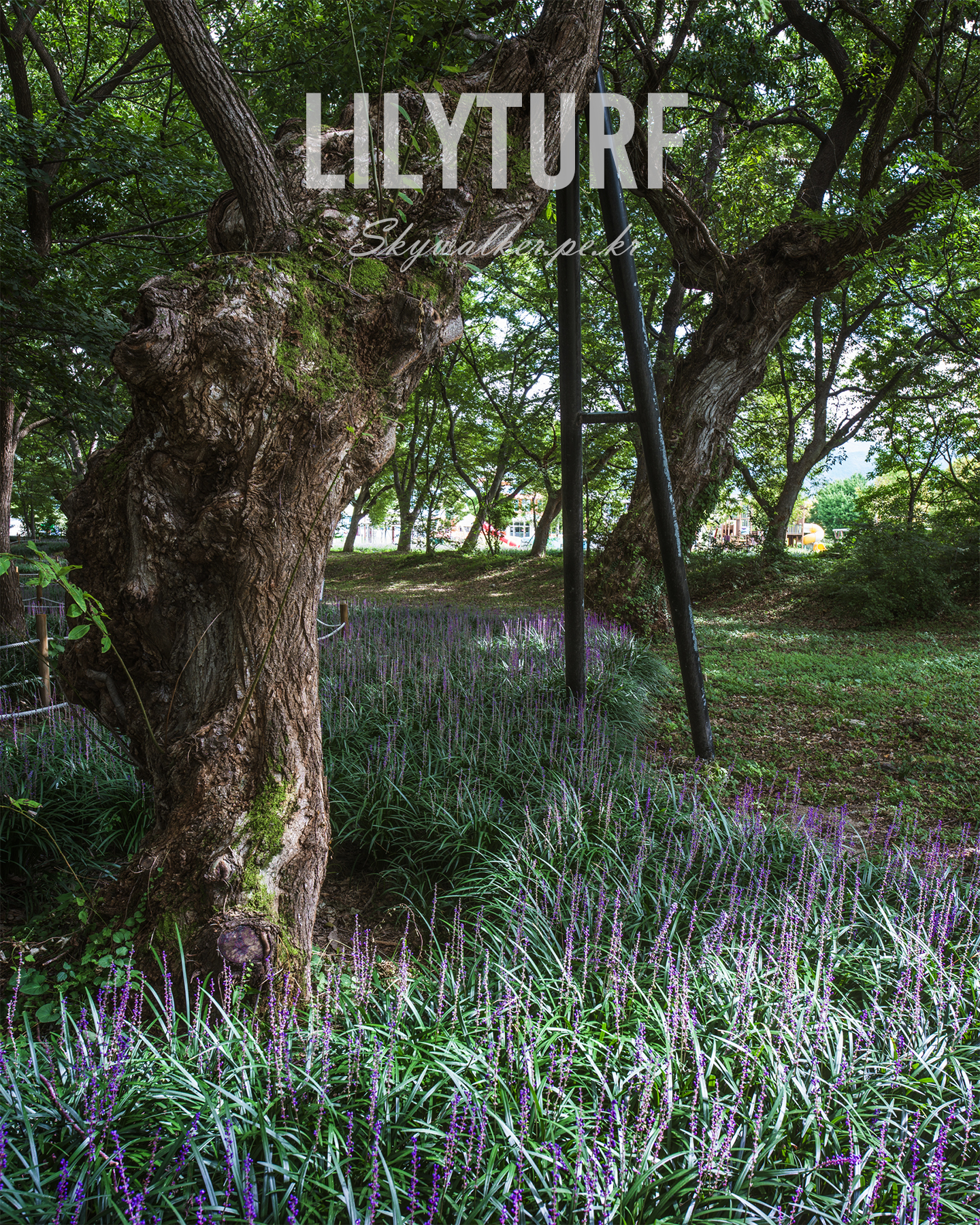 Lilyturf - Purple lilyturf blooms spread beneath gnarled old trees in a shaded grove with dappled green light. - #Lilyturf #PurpleFlowers #Grove #OldTrees #DappledLight #Woodland #NaturePhotography #ShadeGarden #Greenery #FloralScene