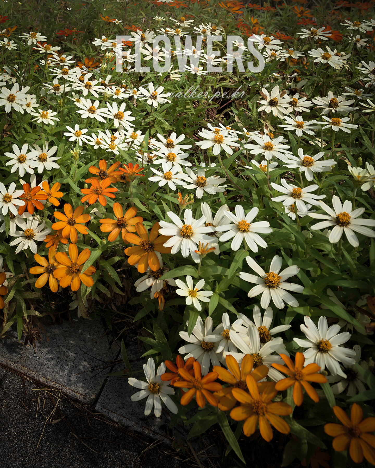 Flowers - White and orange daisy-like flowers fill a sunlit garden bed, framed closely with green foliage and a paved edge. - #Flowers #Garden #Wildflowers #DaisyLike #OrangeFlowers #WhiteFlowers #GreenFoliage #Sunlit #FloralPhotography #Nature
