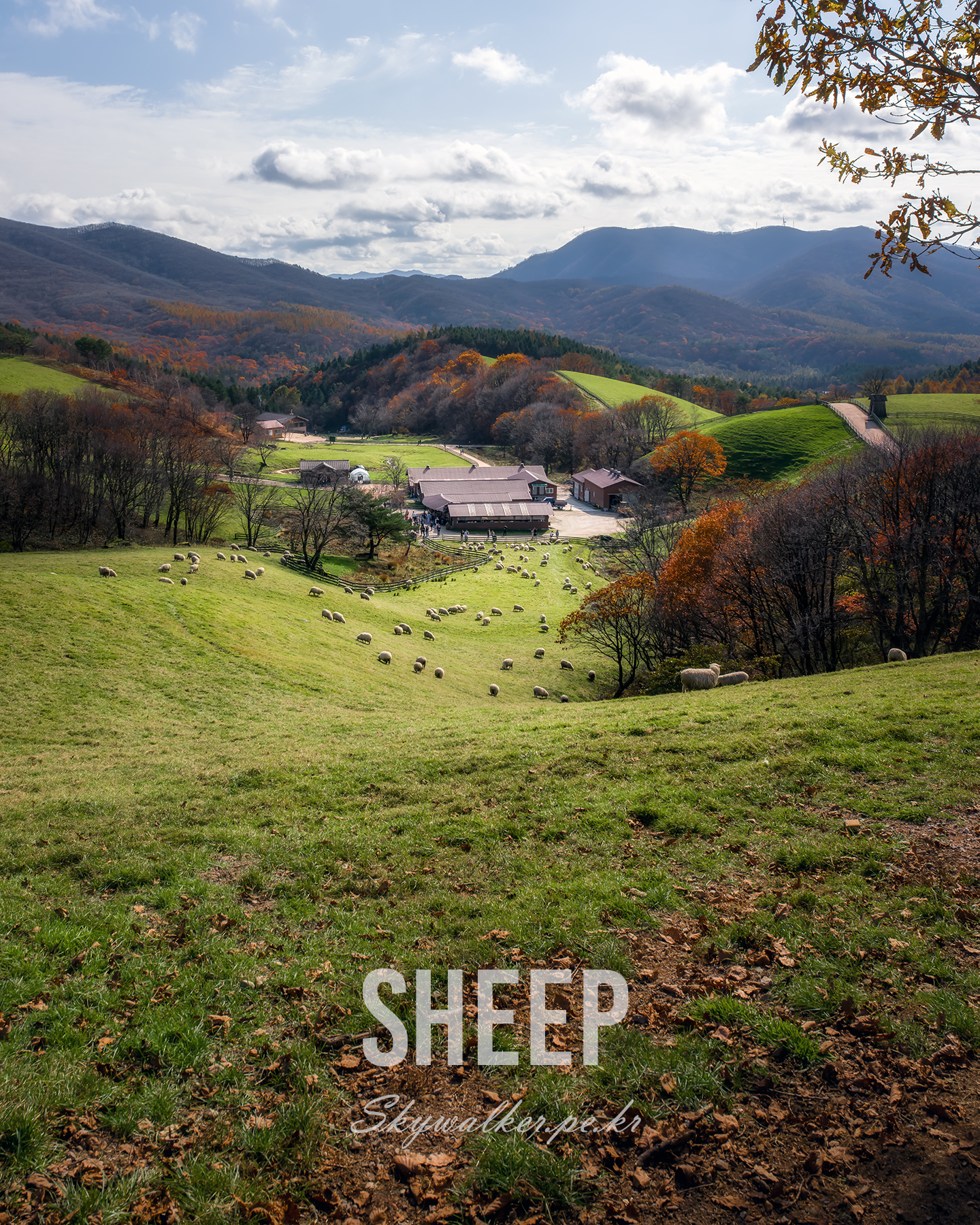 Sheeps - Sheep graze across rolling green pastures below autumn hills and a cloudy mountain sky. - #sheep #pasture #hillside #farm #mountains #autumn #landscape #countryside #cloudysky #grazing