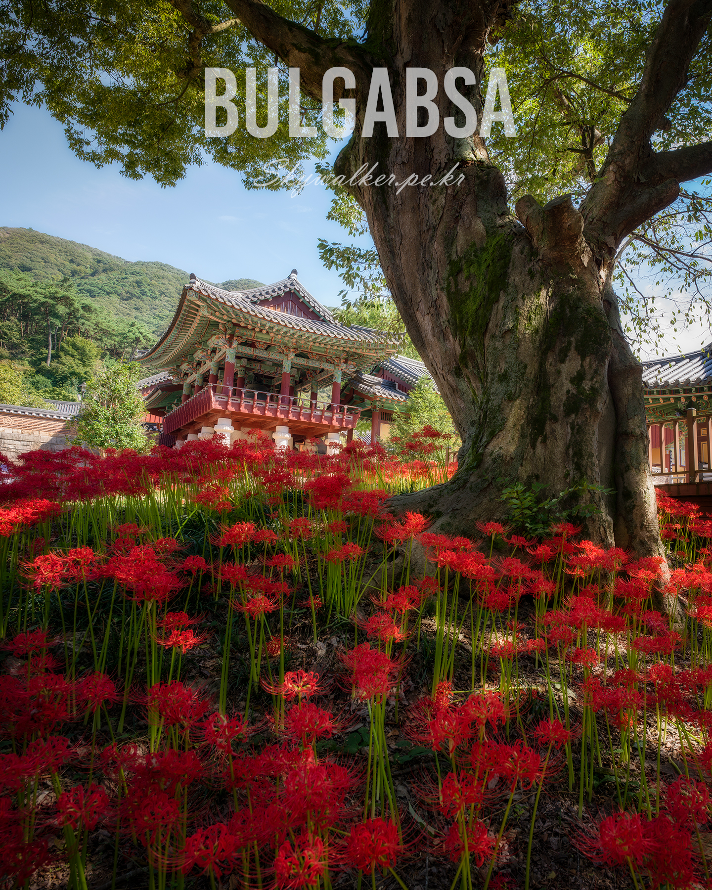 Bulgabsa - Red spider lilies surround a large old tree and ornate temple pavilion under clear mountain light. - #Bulgabsa #Temple #KoreanTemple #SpiderLilies #OldTree #TraditionalArchitecture #Forest #MountainView #Sunlit #NaturePhotography