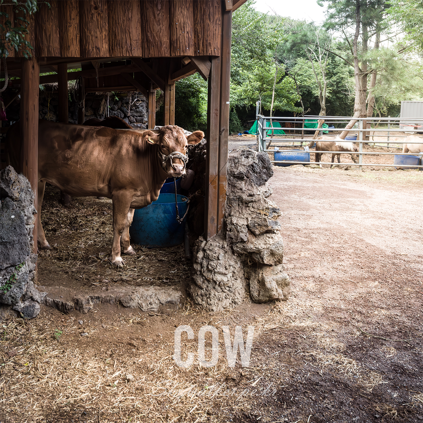 Cow - A brown cow stands in a shaded wooden shelter beside stone walls and a fenced pen under soft daylight. - #Cow #Cattle #FarmAnimal #Barn #WoodenShelter #RuralScene #AnimalPortrait #SoftLight #FencedPen #Nature
