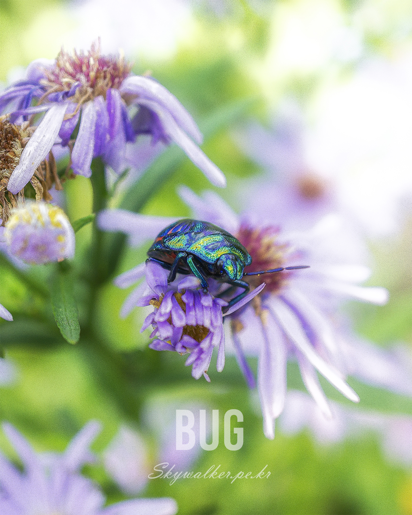 Bug - A metallic green beetle rests on a purple flower amid soft green bokeh and bright, dreamy macro light. - #bug #beetle #macro #macrophotography #insect #flower #purpleflower #bokeh #nature #iridescent