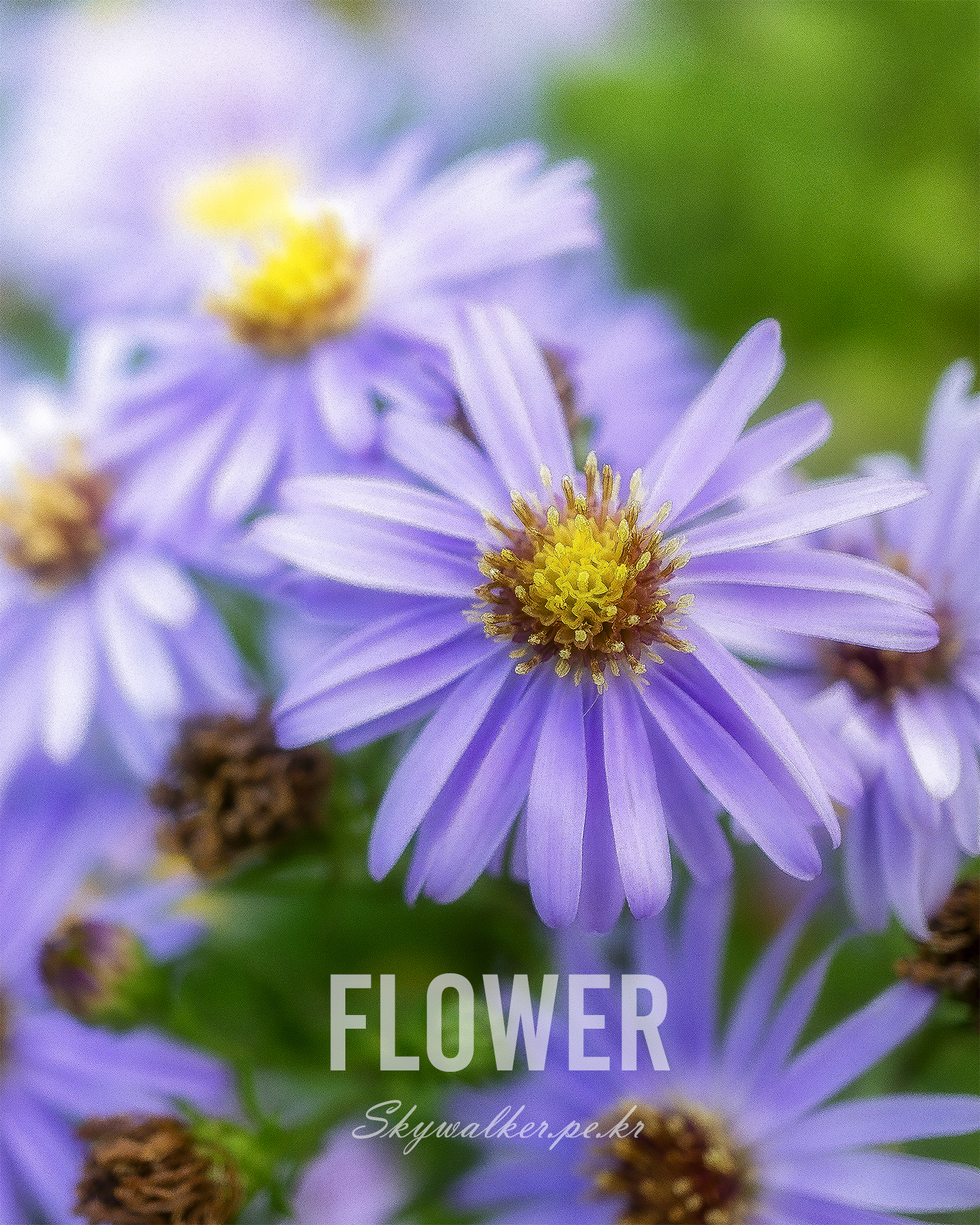 Flower - A soft close-up shows purple daisy-like flowers with yellow centers against a blurred green background. - #Flower #PurpleFlowers #MacroPhotography #CloseUp #DaisyLike #YellowCenter #SoftFocus #Floral #Garden #NaturePhotography